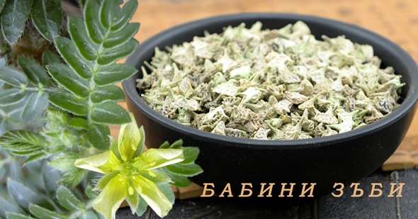 Приложение на БАБИНИ ЗЪБИ  при РЕПРОДУКТИВНОСТ / обменни нарушения и съречно-съдовите заболявания